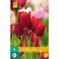 FIERY CLUB TULIPA