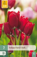 FIERY CLUB TULIPA