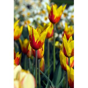 Tulp fire wings 7 bollen - afbeelding 2