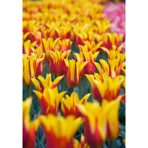 Tulp fire wings 7 bollen - afbeelding 3