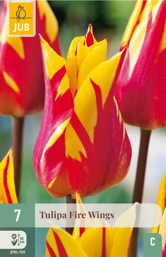Tulp fire wings 7 bollen - afbeelding 4