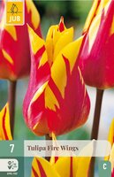 Tulp fire wings 7 bollen - afbeelding 4