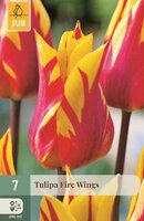 Tulp fire wings 7 bollen