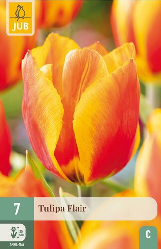 Tulp Flair 7 bollen - afbeelding 4