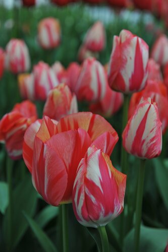 TULIPA FLAMING BEAUTY