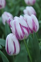 Tulp flaming beauty mix 10 bollen - afbeelding 3