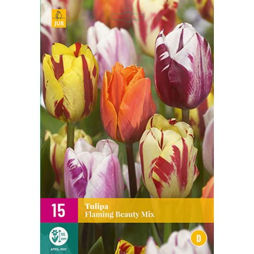 Tulp flaming beauty mix 15 bollen - afbeelding 1