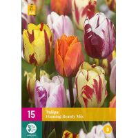 Tulp flaming beauty mix 15 bollen - afbeelding 1