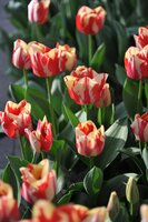 Tulp flaming beauty mix 15 bollen - afbeelding 2