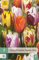 TULIPA FLAMING BEAUTY