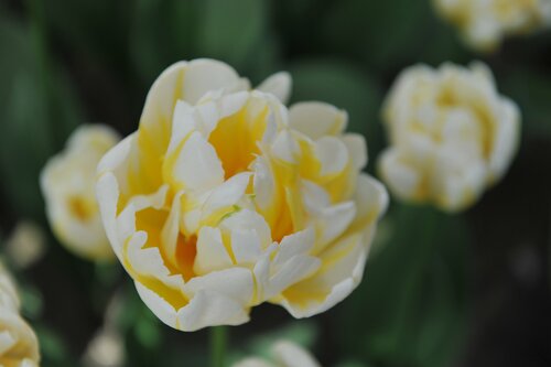 TULIPA FLAMING EVITA