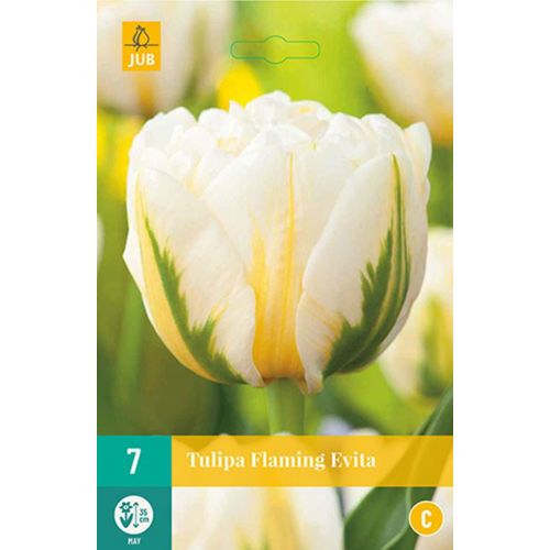 TULIPA FLAMING EVITA