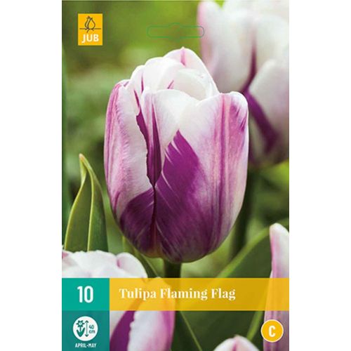 Tulp flaming flag 10 bollen - afbeelding 1