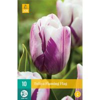 Tulp flaming flag 10 bollen - afbeelding 2