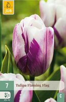 Tulp flaming flag 7 bollen - afbeelding 1
