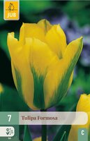 Tulp Formosa 7 bollen - afbeelding 3