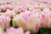 Tulp Foxtrot 7 bollen - afbeelding 2