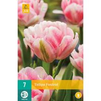 Tulp Foxtrot 7 bollen - afbeelding 2