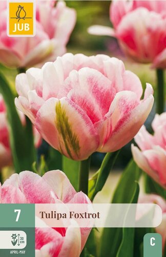 Tulp Foxtrot 7 bollen - afbeelding 3