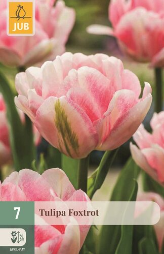 Tulp Foxtrot 7 bollen - afbeelding 1