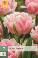 Tulp Foxtrot 7 bollen