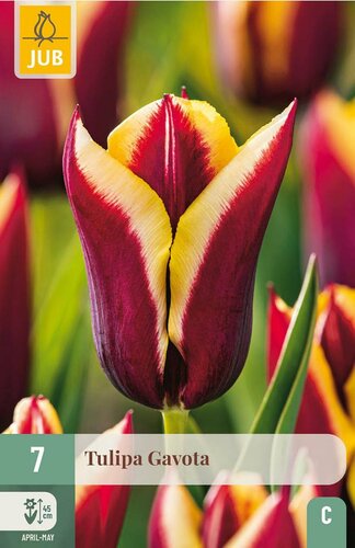 Tulp Gavota 7 bollen - afbeelding 3