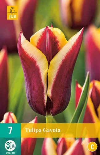 Tulp Gavota 7 bollen - afbeelding 1