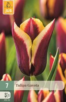 Tulp Gavota 7 bollen