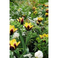 Tulp Gavota 7 bollen - afbeelding 2