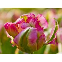 Tulp Green Wave 5 bollen - afbeelding 3