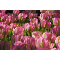 Tulp groenland 7 bollen - afbeelding 3