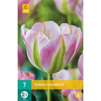 Tulp groenland 7 bollen - afbeelding 1