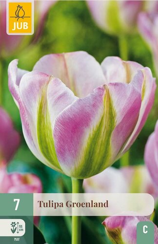 Tulp groenland 7 bollen - afbeelding 4