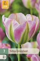Tulp groenland 7 bollen