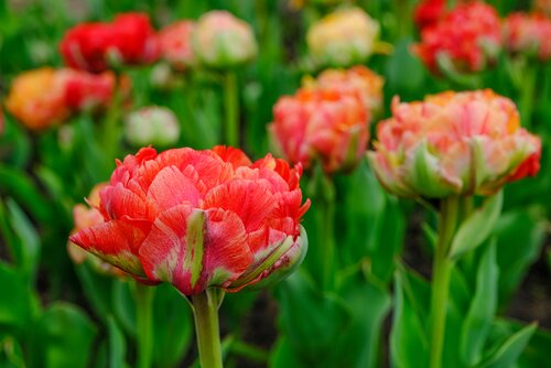 Tulp gudoshnik double 12 bollen - afbeelding 3