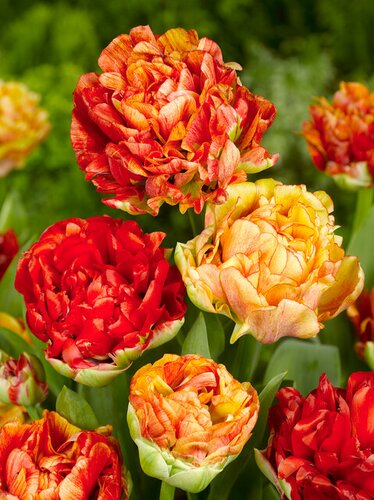 Tulp gudoshnik double 15 bollen - afbeelding 2