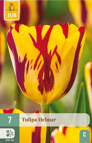 Tulp Helmar 7 bollen - afbeelding 3
