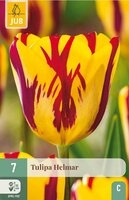 Tulp Helmar 7 bollen - afbeelding 3