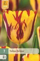 Tulp Helmar 7 bollen