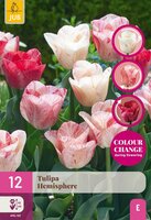 Tulp Hemisphere 12 bollen colour change - afbeelding 1
