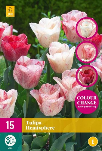 Tulp Hemisphere 15 bollen colour change - afbeelding 1