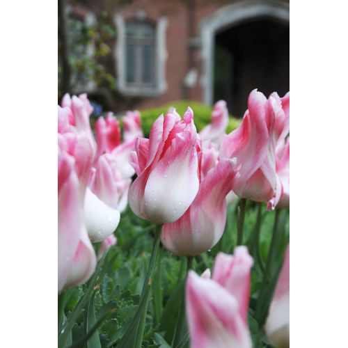 Tulp Holland chic 7 bollen - afbeelding 2