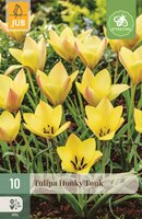 HONKY TONK TULIPA