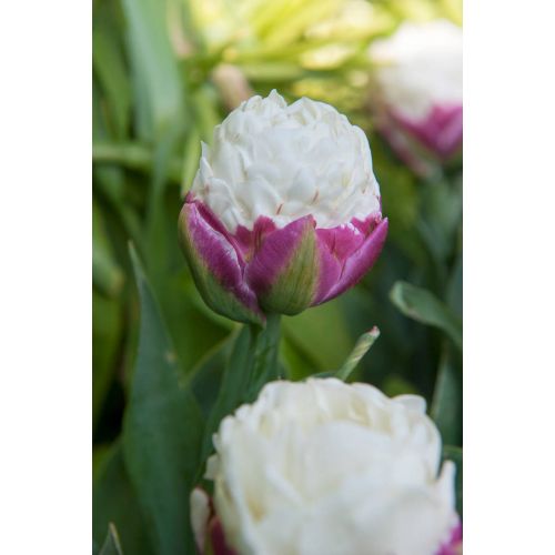 Tulp Ice Cream 5 bollen - afbeelding 2