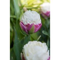 Tulp Ice Cream 5 bollen - afbeelding 2