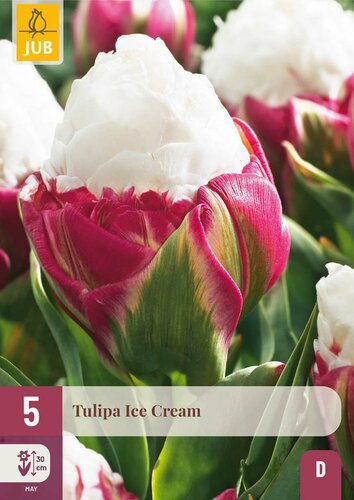Tulp Ice Cream 5 bollen - afbeelding 3