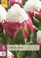 Tulp Ice Cream 5 bollen