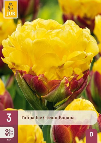 Tulp ice cream banana 3 bollen - afbeelding 2