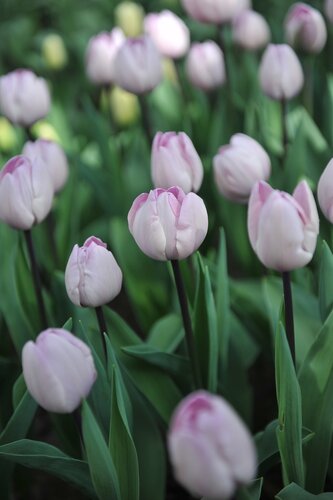 JACUZZI TULIPA