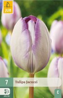 JACUZZI TULIPA